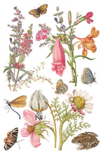 Load image into Gallery viewer, NEW! IOD Transfer Pad - PRIMROSE ISLE (set of eight 8"x12" sheets)