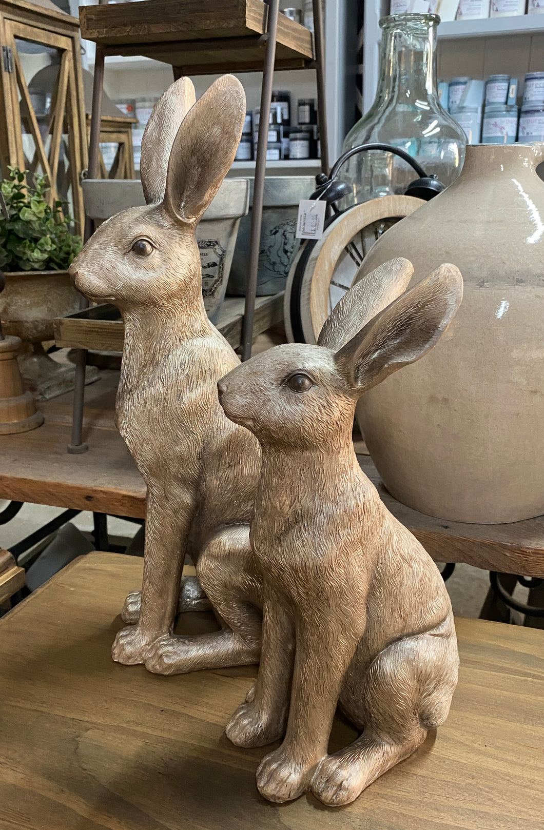 Sitting hare medium