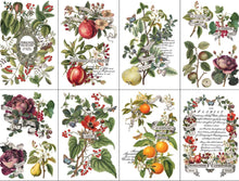 Load image into Gallery viewer, NEW! IOD Transfer Pad - CLEMENTINE (set of eight 8&quot;x12&quot; sheets)

